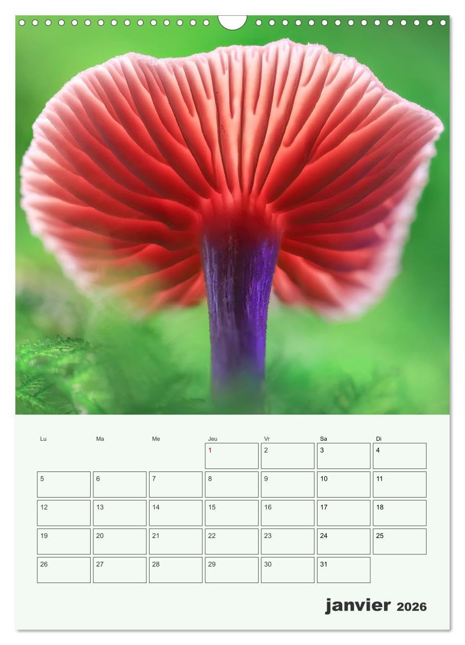 Champignons magiques, Beautés éphémères (Calendrier mural 2026 DIN A3 horizontal) - Image 4