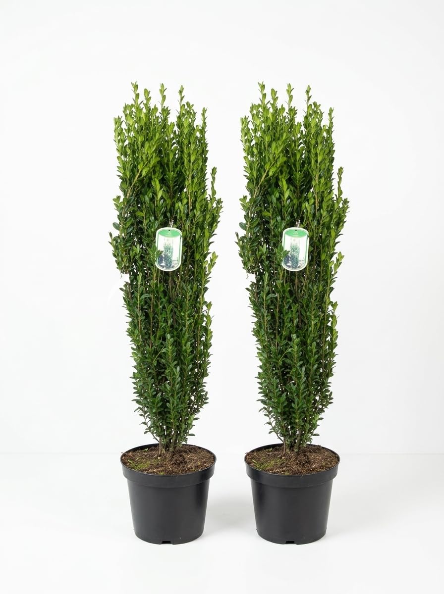 Ilex crenata Fastigiata - Säulen Ilex - 2 Stück - 110-120 cm