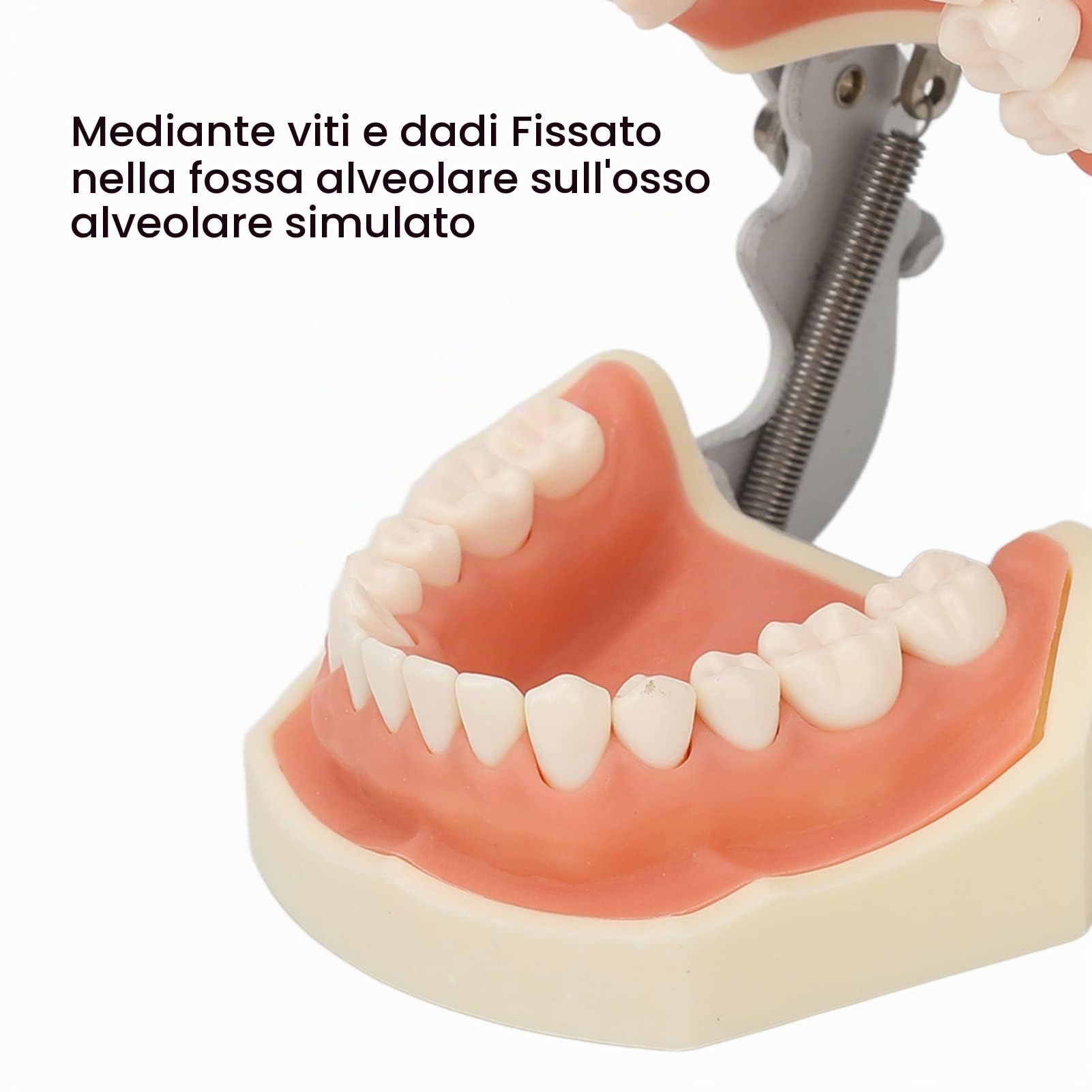 Modello di denti dentali, Modelli di Insegnamento Dentale | 28 pezzi di denti di ricambio per studi dentistici, studenti di odontoiatria per cisti gengiva morbida per praticare