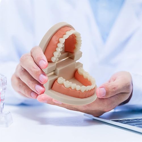 Miniatura 6 de STOBOK Dentista 1 juego Montessori Montessori Vida práctica Cepillado Dientes Modelo con bandeja Vida Práctica Simulado Diente en casa Aprendizaje