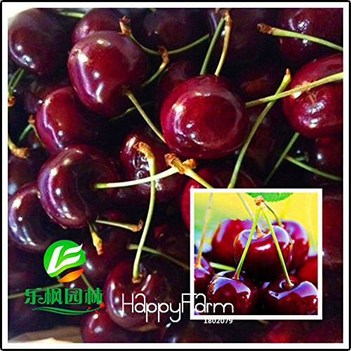 Red impianto Ribes Panamericana Grosella Espinosa Lanterna seme semi Frutti 10 semi