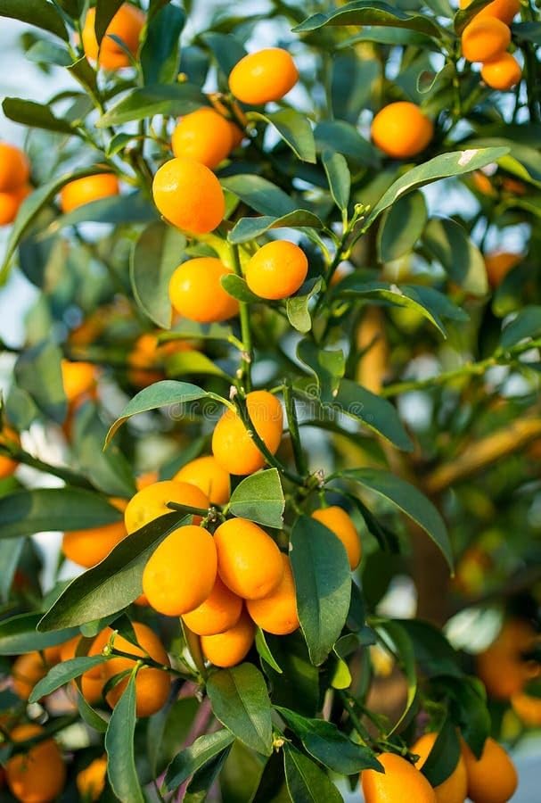 Image of GreenWorld Sweet & Rare All Time Kumquat Lemon Plant (Grafted /Guti Kalam) Healthy Live Plant,''Fruit After 1 Year''
