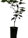 Glen Navel Orange Citrus Tree - 5