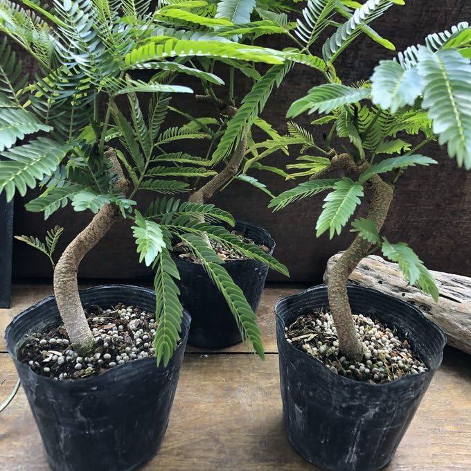 Amazon.co.jp: 曲がり木 エバーフレッシュ 観葉植物 インテリア : DIY