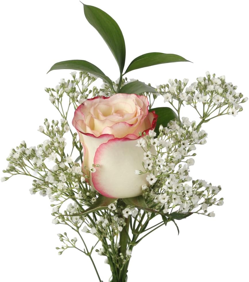 Vistaflor 60 Single Sweetness Roses Grocery & Gourmet Food