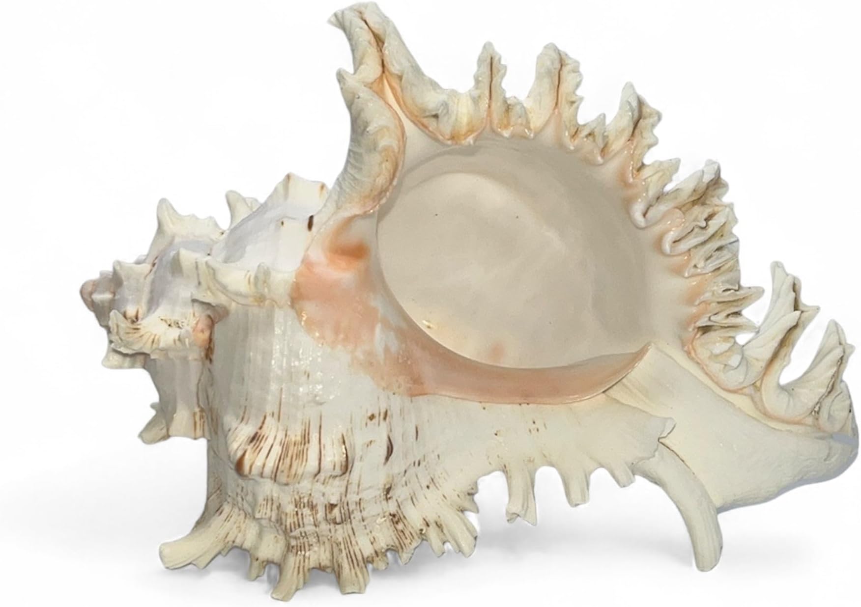 Amazon.com - PEPPERLONELY 6PC Vole Conch Sea Shells, 2 Inch ~ 3 Inch