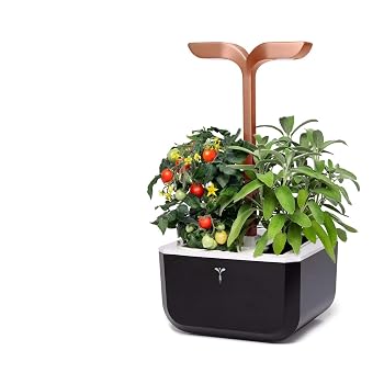 Blumfeldt Urban Bamboo Jardín hidropónico - Huerto, Sistema para ...