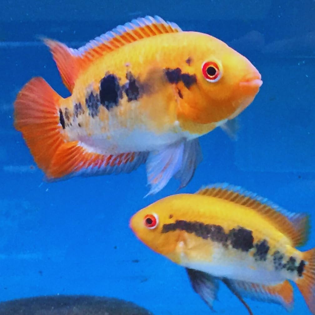 Rainbow Cichlid 1,5" Juveniles (2 Fish Pack) - Exotic Freshwater Live Fish