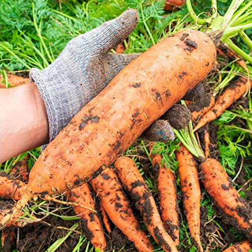 Big A Carrot Fertilizer And Root Vegetable Fertilizers – 13.5Oz Premium Fertilizer For Vegetable Garden – Organic Plant Food For Indoor And Outdoor Plants – Nutritious Organic Fertilizer For Fruits, Vegetables #TOP4