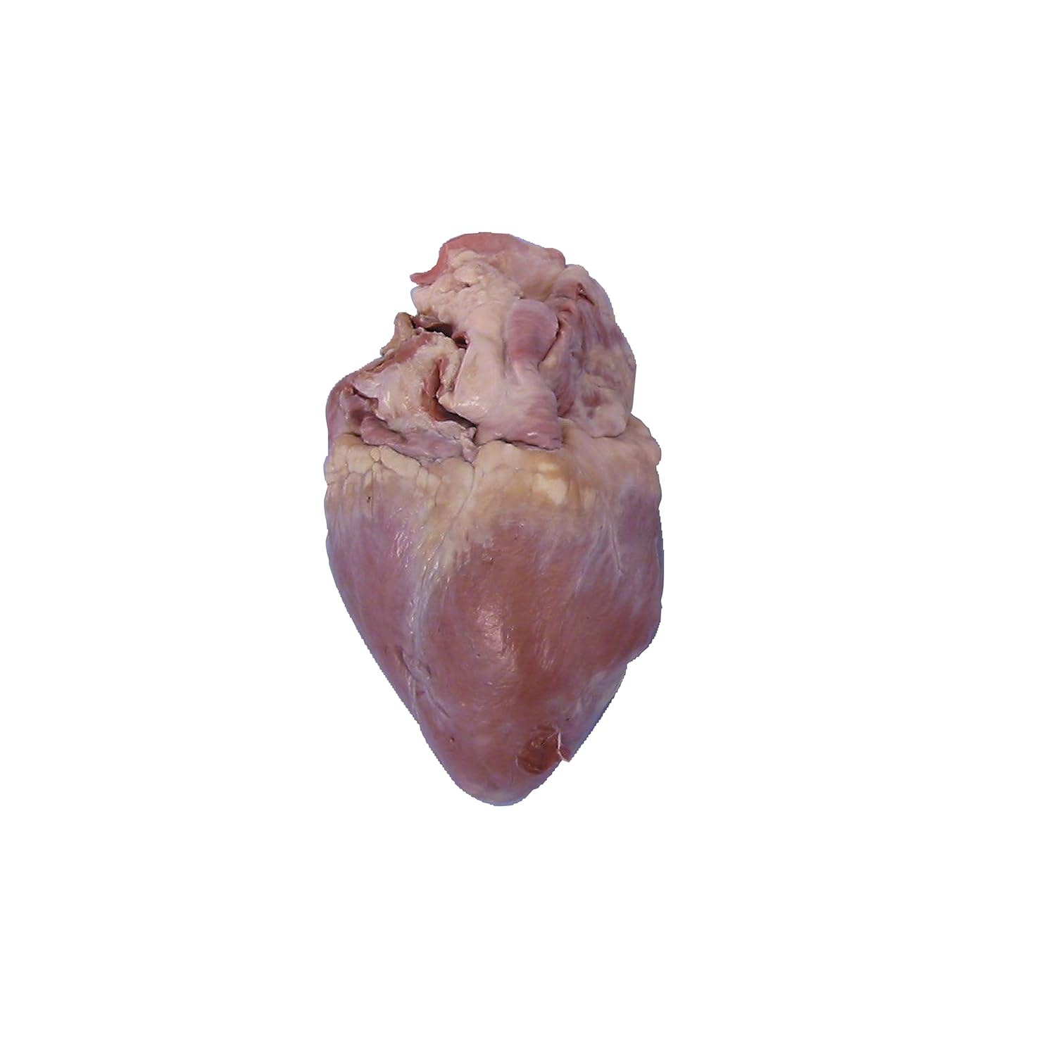 Real Preserved Pig Heart for Dissection – Lab-Quality Specimen for Biology Education, Anatomy Studies & Homeschool Science