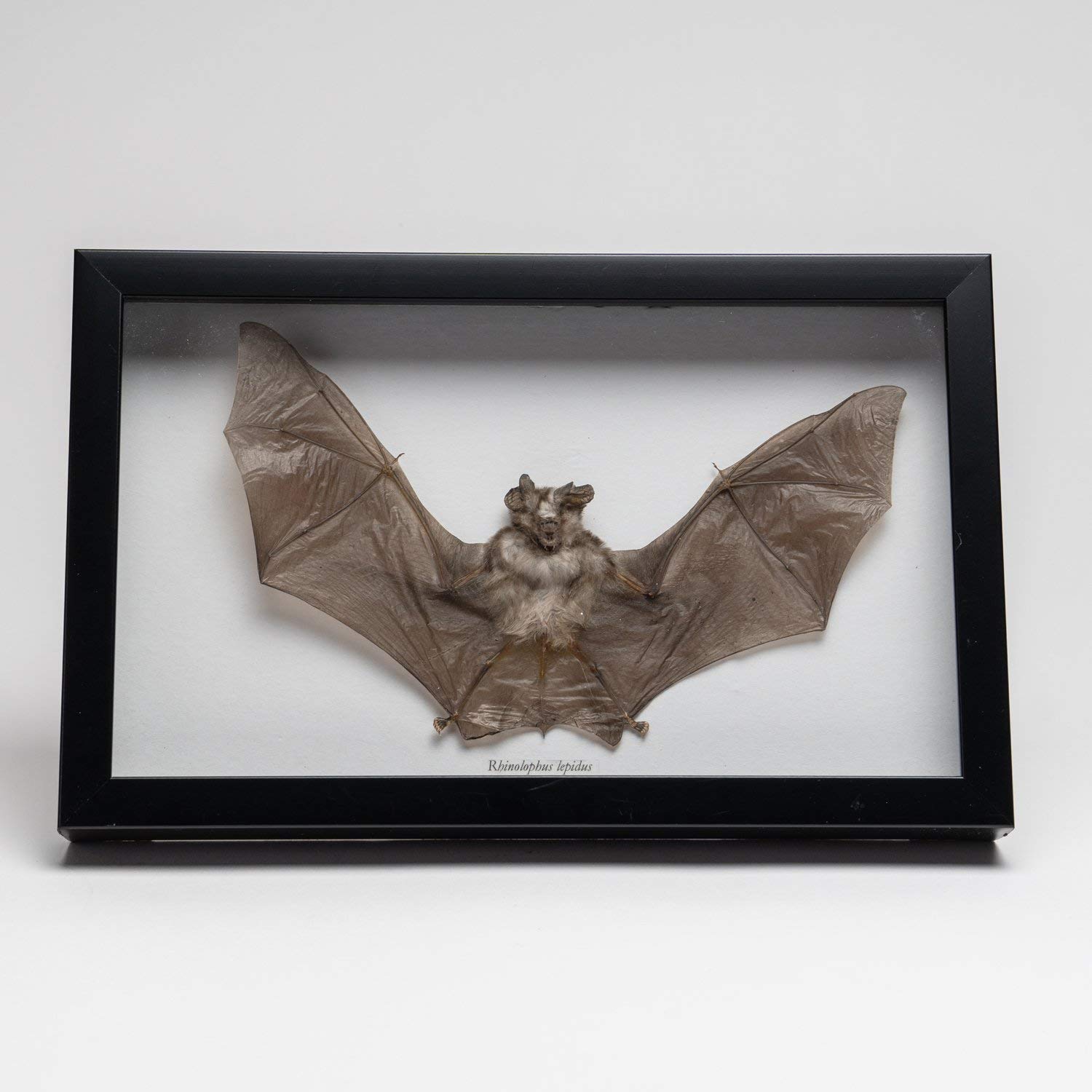Astro Gallery of Gems Genuine Rhinolphus Lepidus, The Horshoe Bat, in a Display Frame - BAT-1