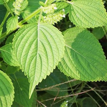 TomorrowSeeds - Green Perilla Shiso Seeds - 500+ Count - for 2026 Planting Ao Jiso Beefsteak Leaf Purple Tia to KKaennip Basil Mint Herb Garden Asian Vegetable Grow Your Own Home Farm Patio Healthy