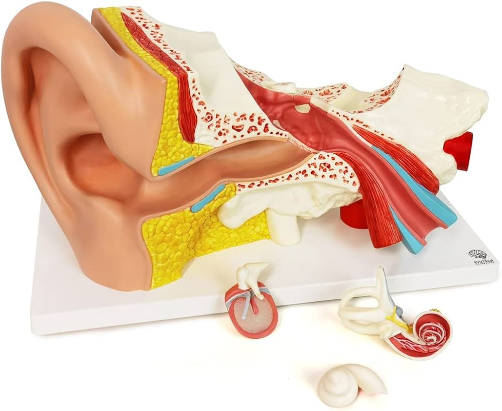 耳　医療用模型 61CEtBIyY8L._AC_UF1000,