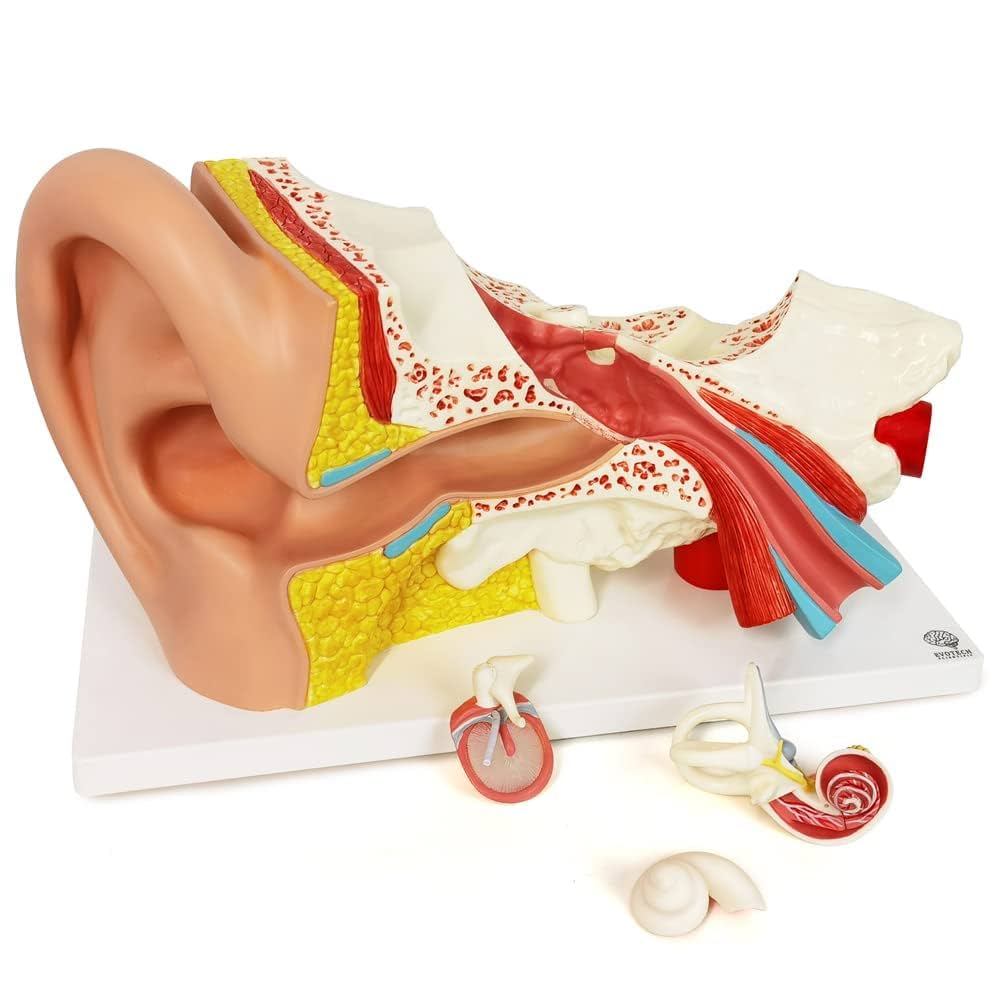 中耳・側頭骨 3D 解剖マニュアル DVD-ROM付 Amazon.co.jp: 耳科手術のための 中耳・側頭骨3D解剖マニュアル