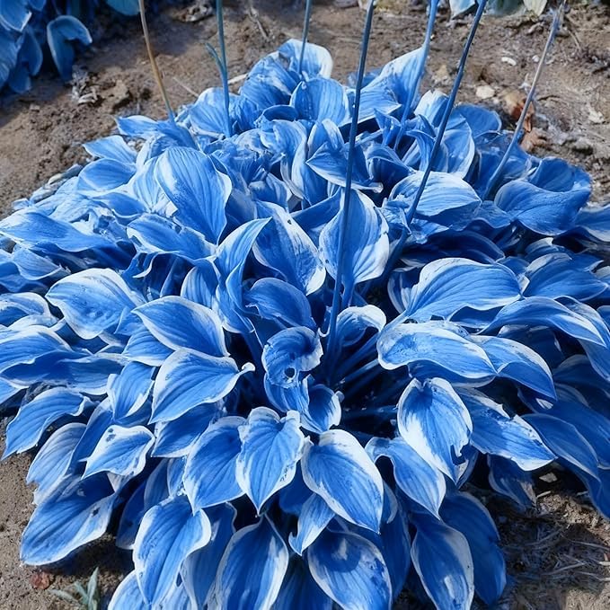 Radiant Hosta Bulbs Perennial UK, Rare and Beautiful Hostas Rhizome in Bulk,Planting for Stunning Garden Displays-10 Bulbs-G