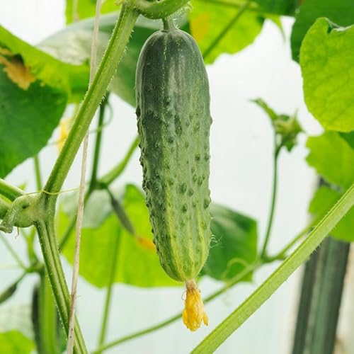 Marketmore Cucumber Plants in 4 Inch Pot, 4 to 6