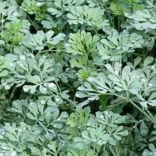 6 x Ruta Graveolens 'Jackman's Blue' - Weinraute Jackman's Blue Kleincontainer 9cm x 9cm Cover