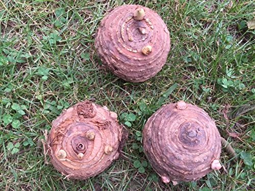 3 Elephant Ears Bulbs- #TOP1