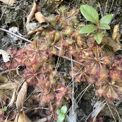 semi di drosera, carnivora da giardino resistenti perenni resistenti da balcone, succulente da interno d'appartamento 100pcs
