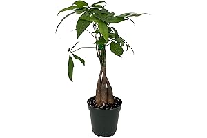 Trending Twisted Money Tree