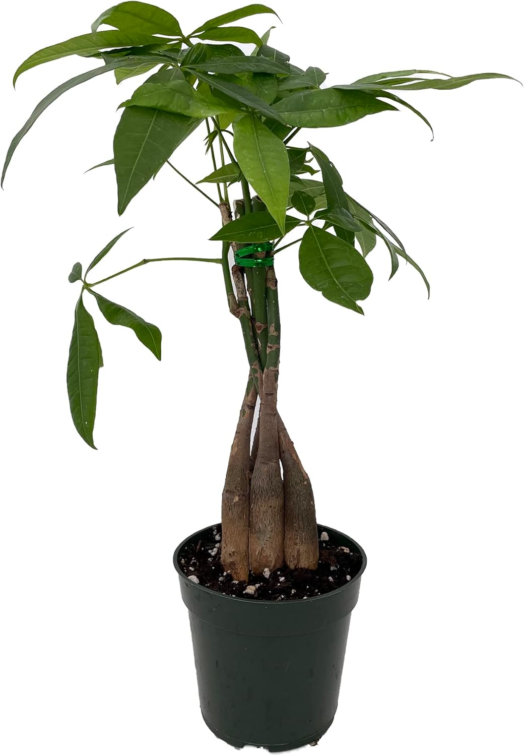 Twisted Money Tree - Pachira - 4" Pot - Easy House Plant - Trending