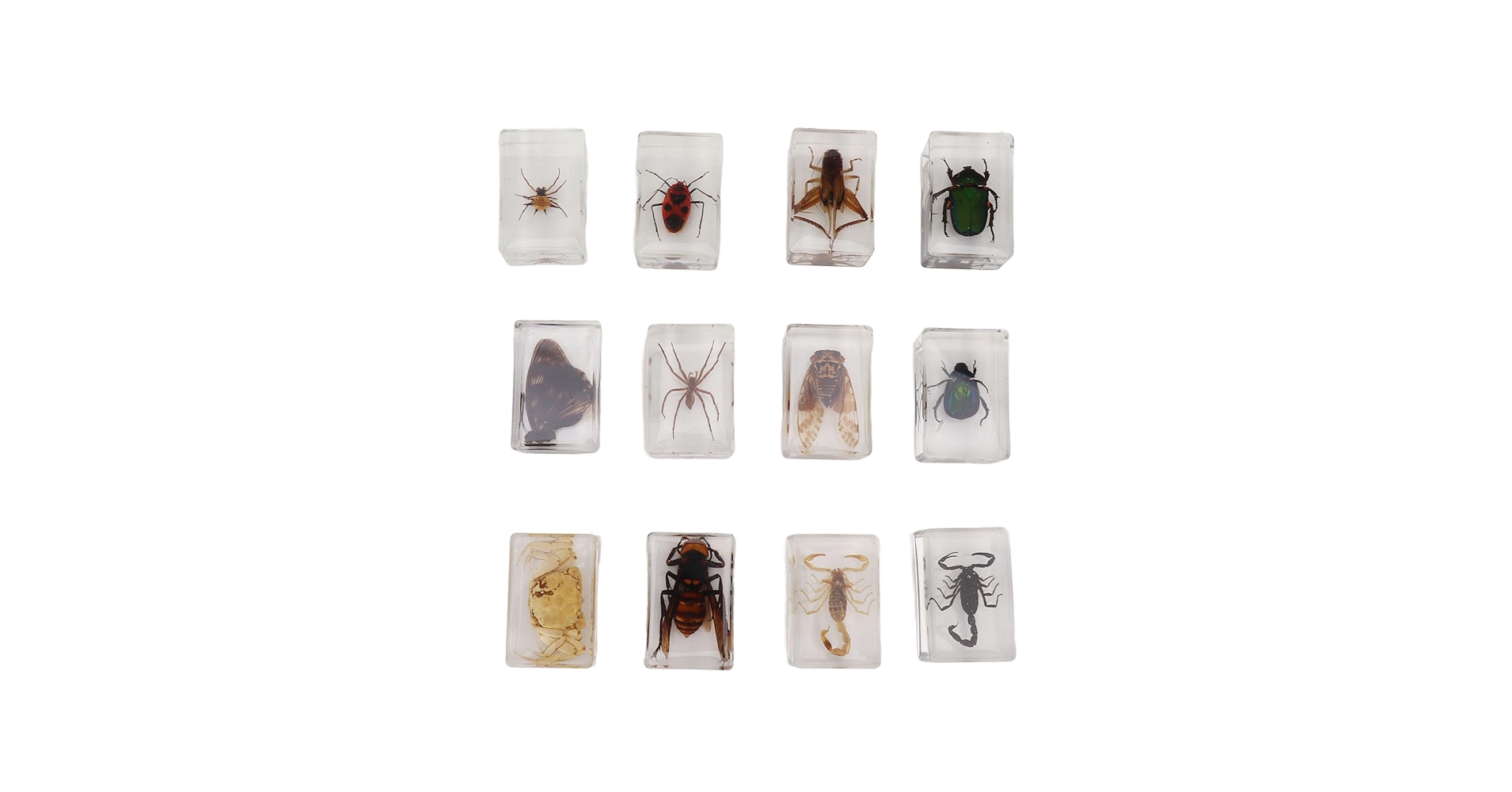 リアルな昆虫標本 手のひらサイズ クワガタ 標本 手のひらサイズ 黒 - メルカリ