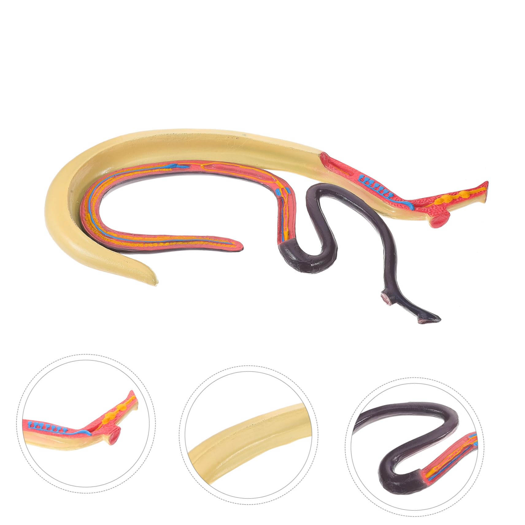 Amosfun Modello Anatomico Schistosoma Modello Anatomico Per Studio Materiale Scientifico Per Insegnamento e Ricerca