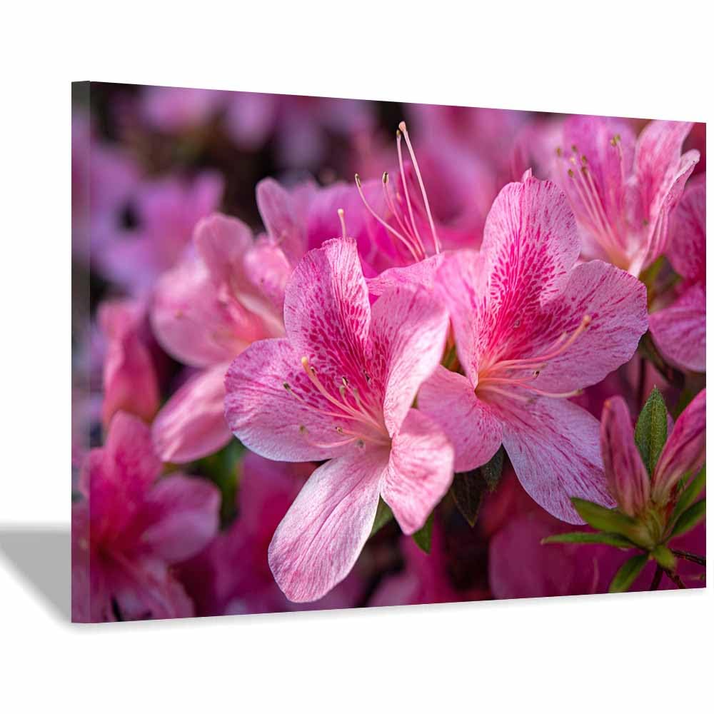 ZAMAEIU Large Nature Canvas Paintings Prints Patterned petals clusters Landscape Picture, Modern Living Room Decor, Dining Room Hallway Home Decoration(pink)-30x50cm Framed