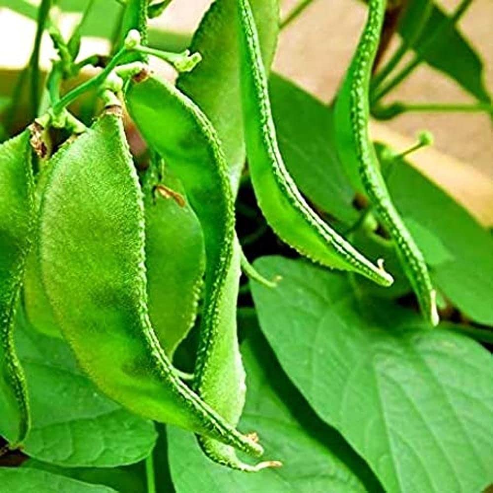 LIVE GREEN Vegetable Seeds | Sem Phali Beans F1 Hybrid Seeds For Home Gardening (40 seeds pack),multi-color,LG-HBRD-FL1986 (B09BV57C2V) Amazon Price History, Amazon Price Tracker
