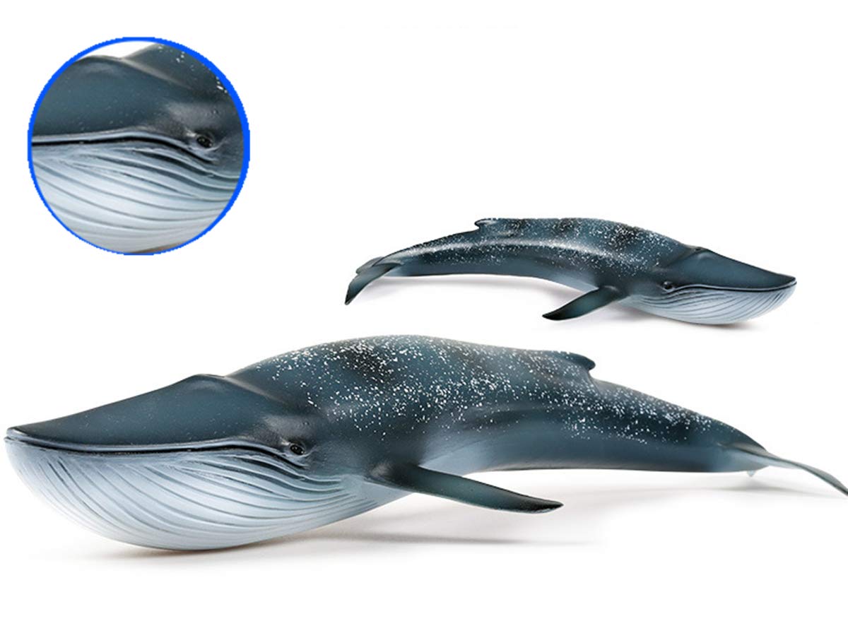 Amazon | Bignick クジラ シロナガスクジラ 鯨類 リアル 海洋動物 生物