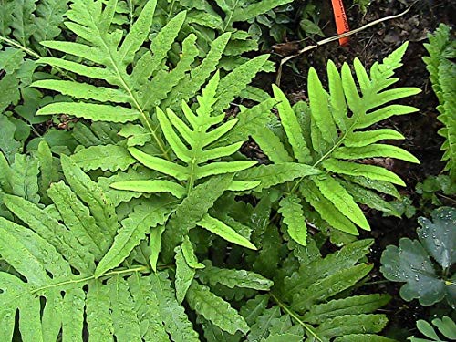 200 Ct Sensitive Fern Spores Fiddlehead Fern