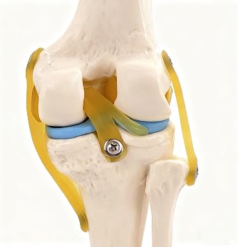 Human Knee Joint Function Model Human Skeleton Joint Model Knee Joint Model Kneecap Patella Model