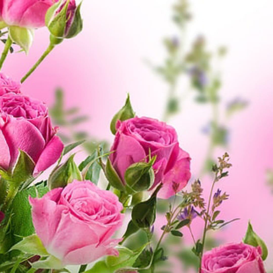 SANJU Fresh Pink Rose Flower Live Plant (Pack of 1) without Pot