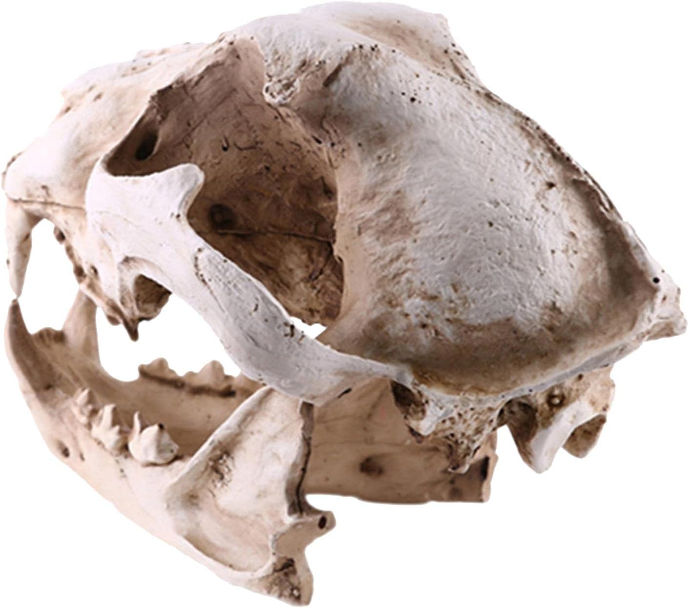 Canine Resin Model Anatomy Dog Skull Head Bone Drawing Bar White Realistic Educational Decoration Terrier Skeleton Model