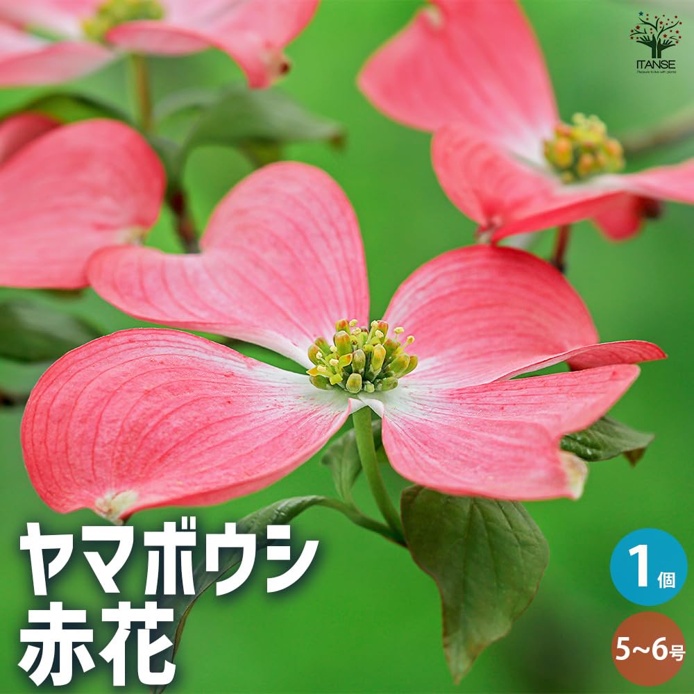 超レア　ヤマボウシ　赤花　斑入り葉　6号鉢　山法師 超レア ヤマボウシ 赤花 斑入り葉 6号鉢 山法師