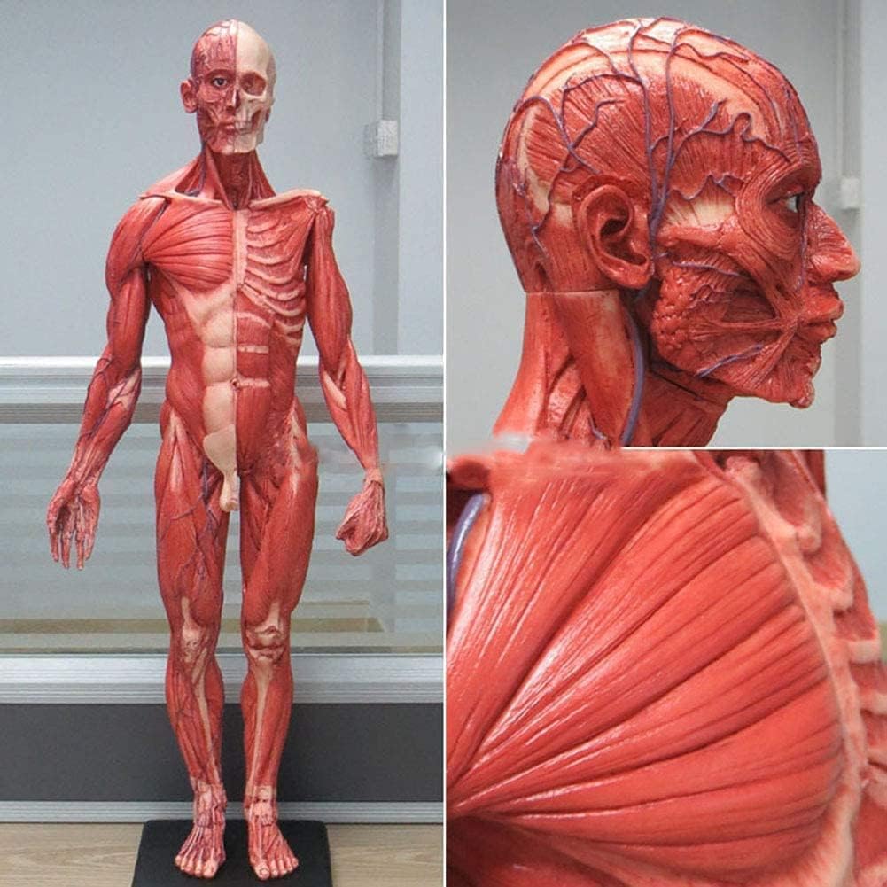 Modello di anatomia muscolare, sistema muscolare umano dettagliato per l'educazione medica e lo studio di fisiologia