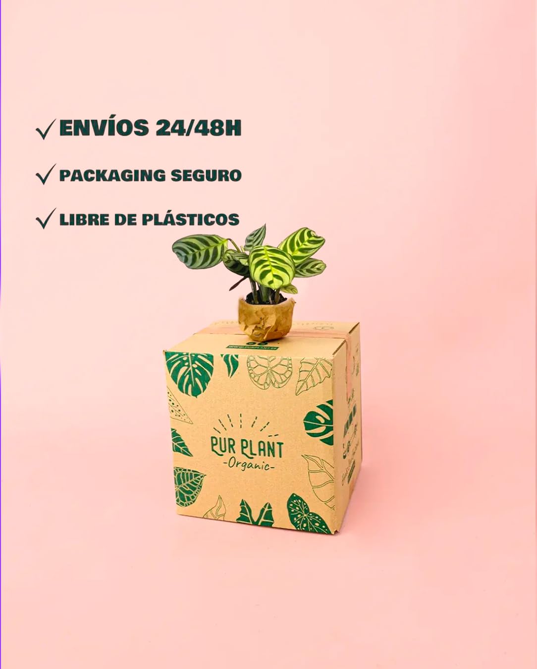 PUR PLANT Maranta amabilis | Planta natural de interior pet friendly | Tropical, compacta y decorativa | Hojas verdes con vetas plateadas | Maceta de Ø5 cm