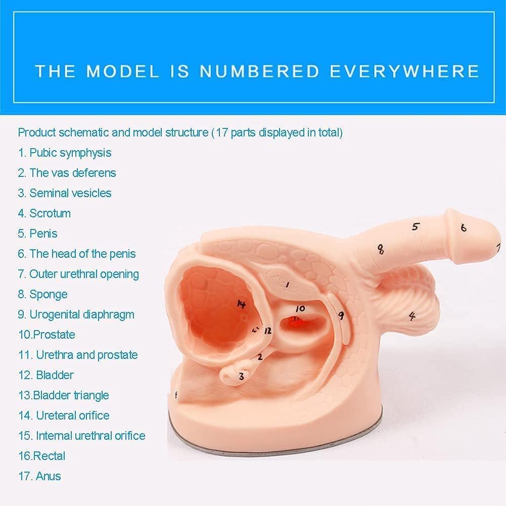 Male and Female Catheter Anatomy Teach Set, Urinary Catheterization Model Internal and External Genital Anatomy Model and Urinary Catheter Mold for Clinical Teaching and Practical Training