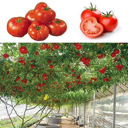 Vsquare Retail 25Pcs Seeds Sweet Huge Tree Tomato Fruit Vegetable Seed Home Garden Plant