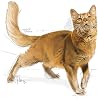 Royal Canin Fit 32 Dry Cat Food, 2 Kg