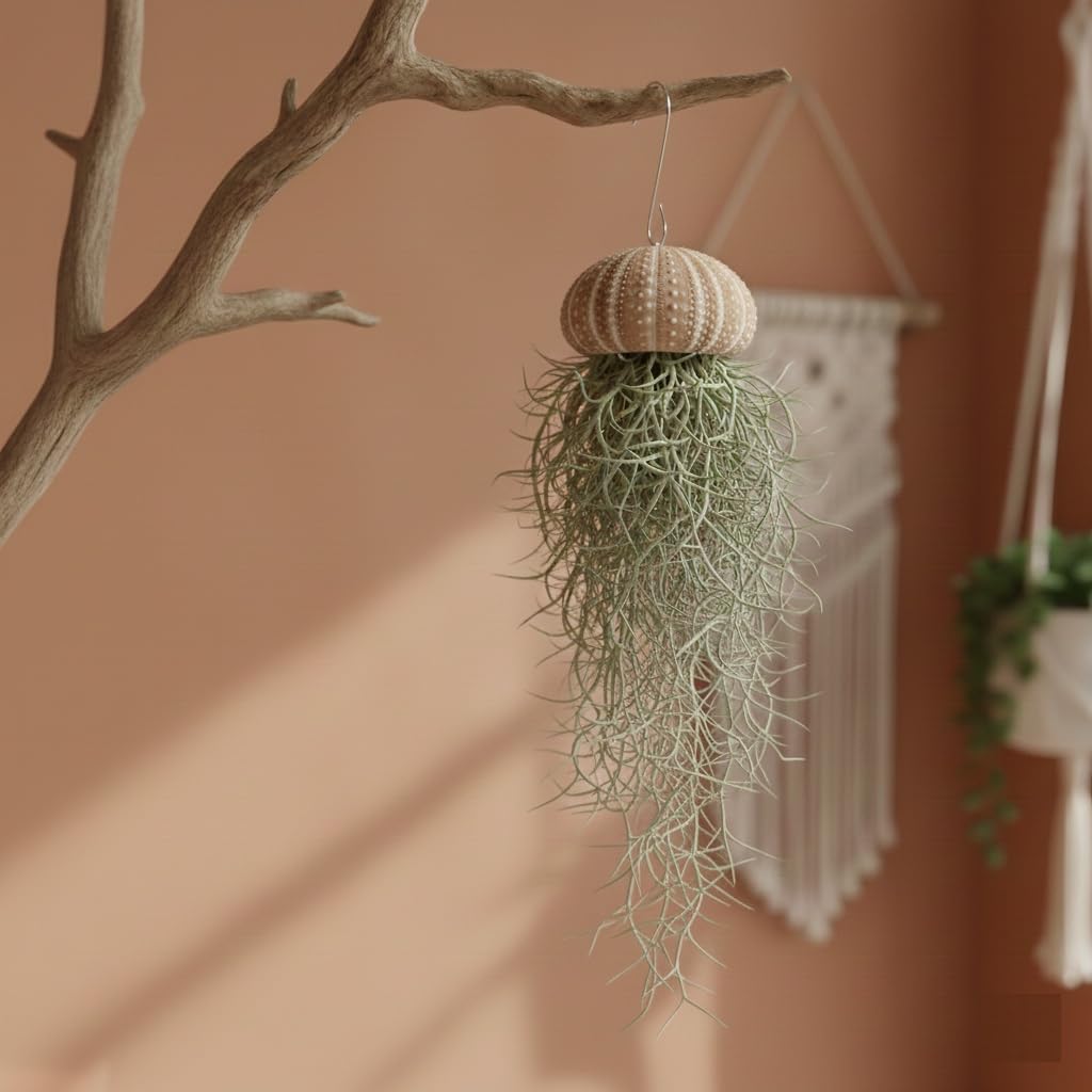vdvelde․com - Jellyfish decoro 3 pezzi, piante aeree in ricci di mare | Tillandsia viva senza terra, regalo originale per il bagno o il terrario, con spray nutriente
