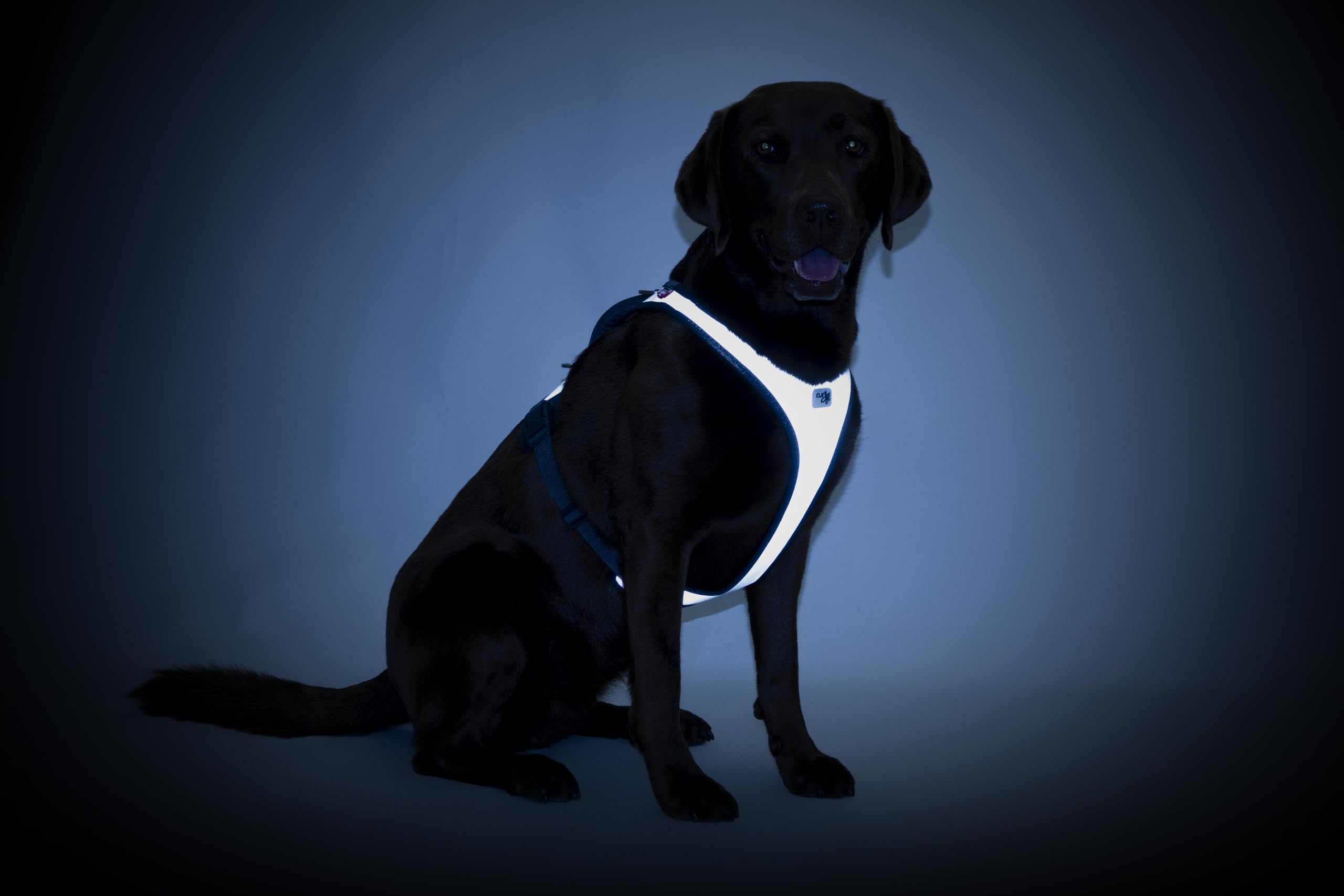 Glow Belka Harness Gray XL
