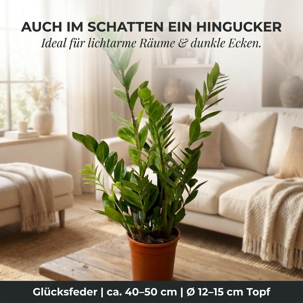 Glücksfeder + 3x Zinktopf | 3er-Set | Zamioculcas zamiifolia | ca. 40-50 cm | ø 12-15 cm Topf | Pflegeleichte Zimmerpflanzen für Wohnung und Büro | Qualität vom Pflanzen Profi