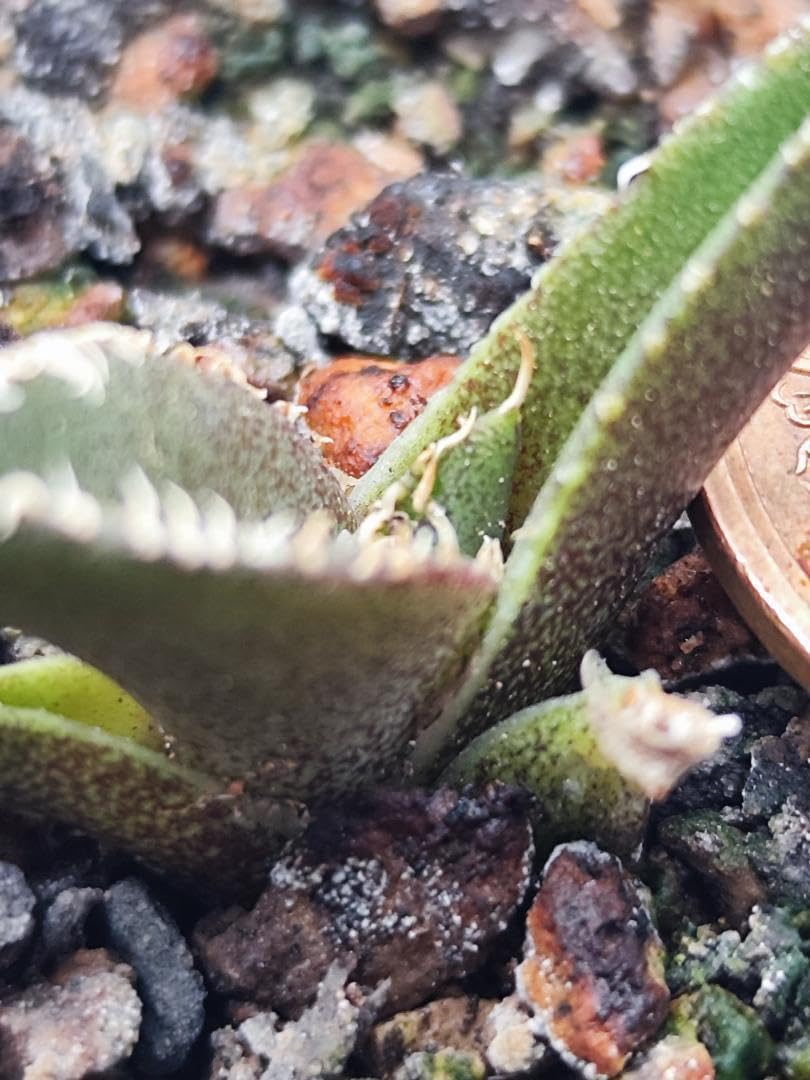 アガベオテロイ 白豪刺 アガベ 白豪棘 龍球会OC子株 発根済み オテロイ | Heartplants