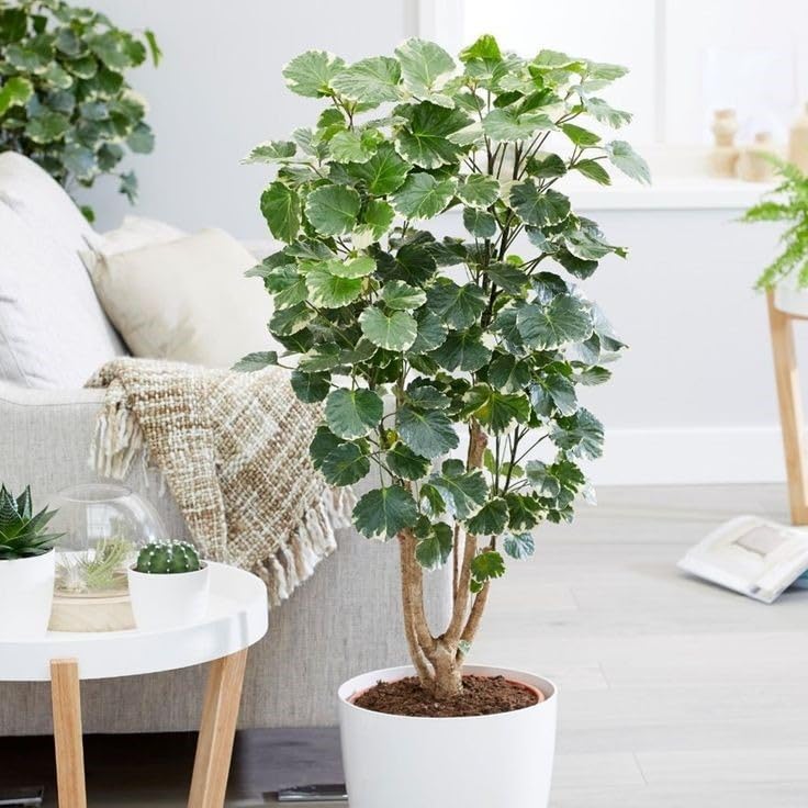 Image of Alleria Live Plant with Pot | Beautiful Flowering Ornamental Plant for Home Garden Balcony Terrace | Decorative Outdoor & Indoor Green Plant a€ inch Pack of 1