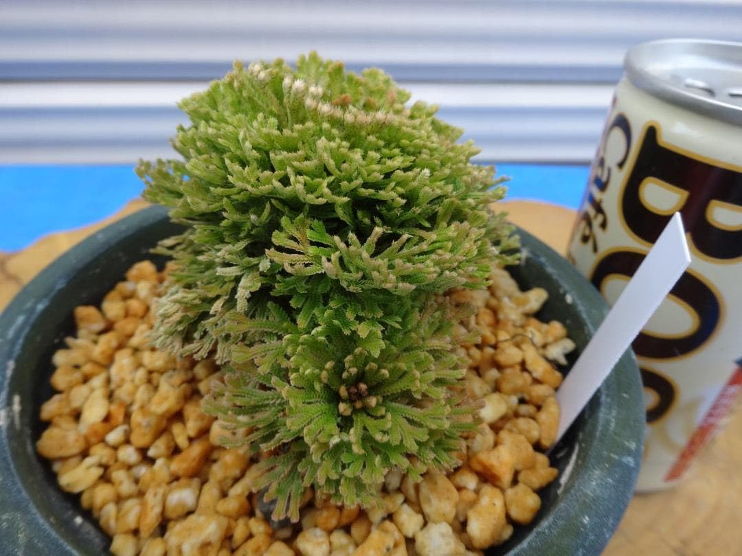 Amazon.co.jp: イワヒバ 激レア品種《 華麒麟 》 岩松 巻柏 古典園芸