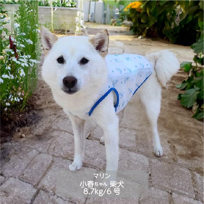Amazon | 犬服 VERY 2024年発売 柔らかい保冷剤付き クールベスト