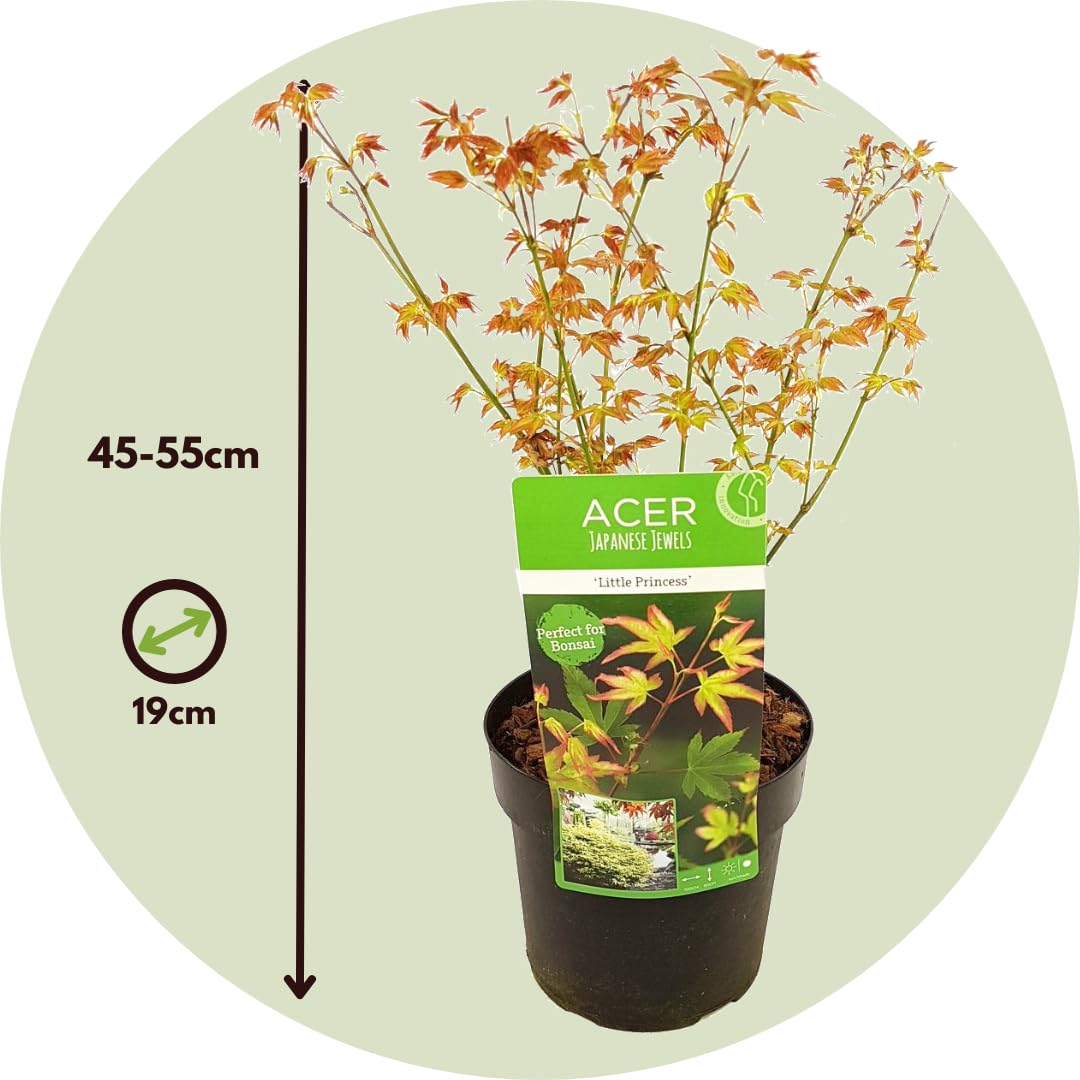 Plant in a Box - Acer palmatum 'Petite princesse' - Lot de 2 - Erable Japonais - Rustique - Plante de jardin - Pot 19cm - Hauteur 45-55cm