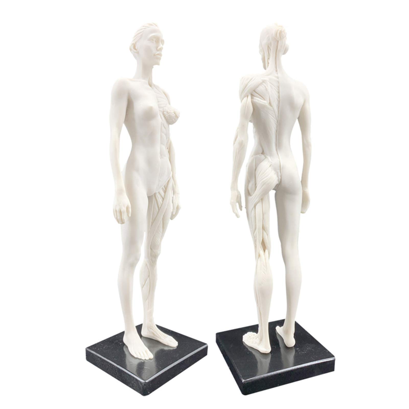 Modelo anatomía Figura anatomía Femenina Modelo Hueso Muscular anatómico Humano Anatomía anatómica Humana Cráneo Arte Boceto Pintura Escultura Modelo para Artista Dibujo Estudio Modelo Esqueleto