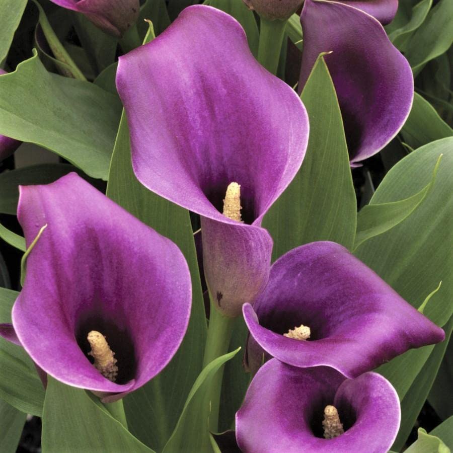 Zantedeschia Calla Lily Flower Bulbs 100% Imported Rare Variety For All Season Home Gardening Planting (Pack Of 2 ) Purple Colour